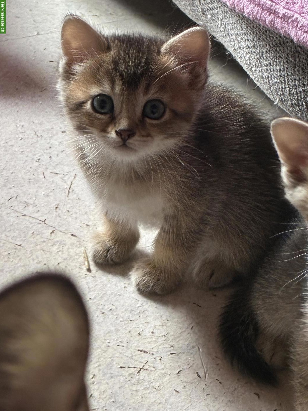 Bild 7: Bengal x Britisch Langhaar Mixkitten suchen ein Zuhause