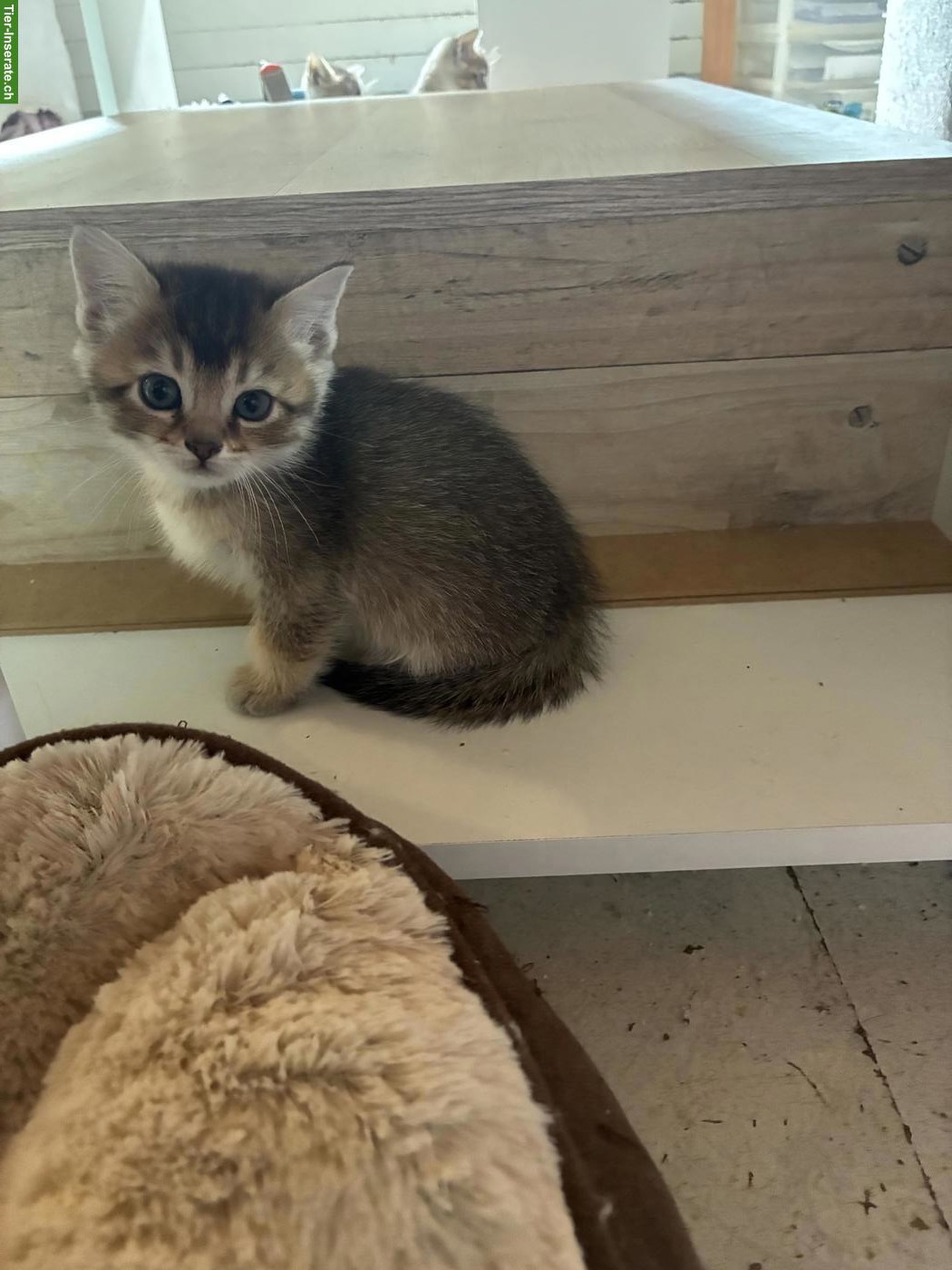 Bild 8: Bengal x Britisch Langhaar Mixkitten suchen ein Zuhause