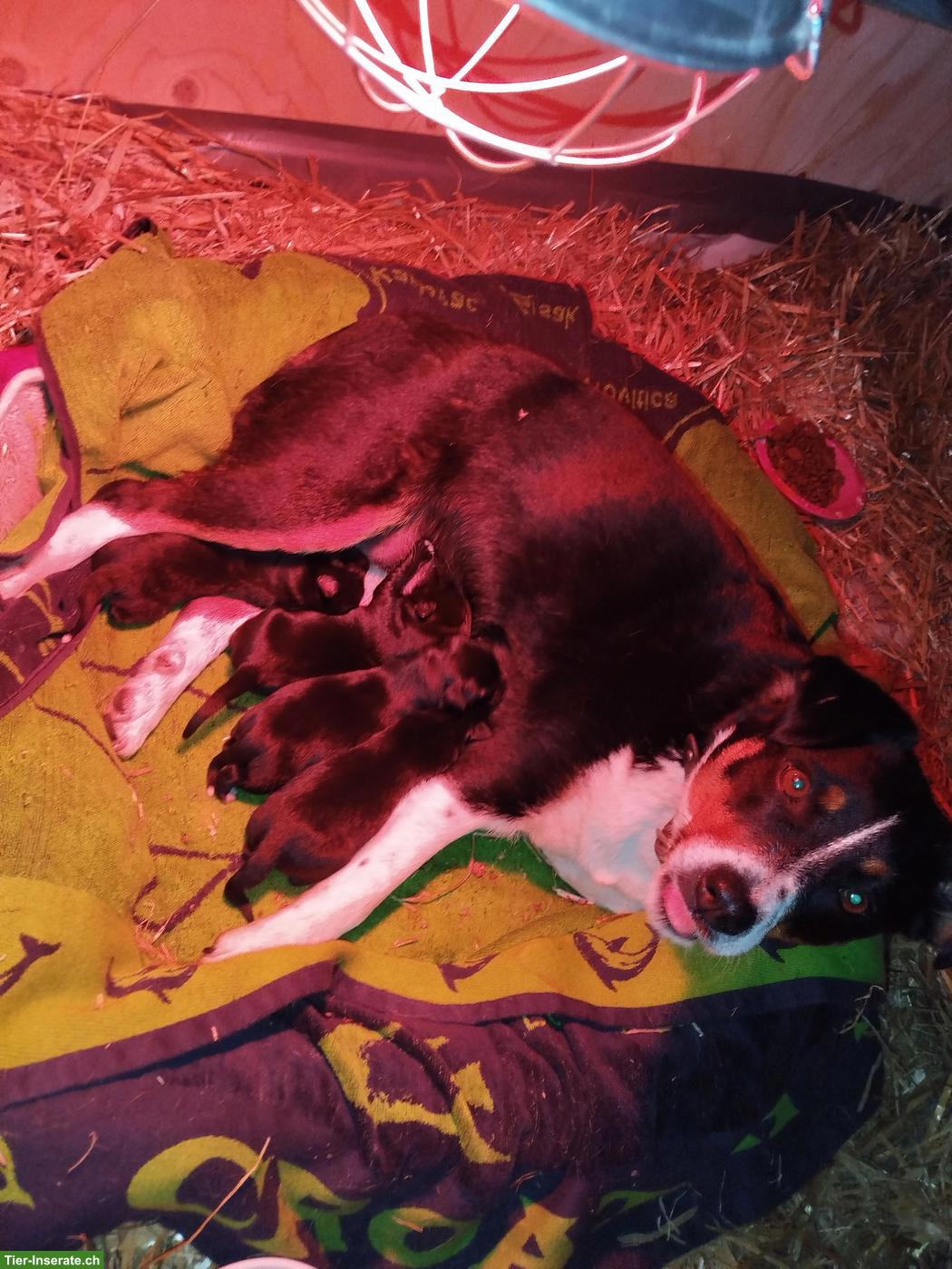 Hunde Mischlingswelpen, Appenzeller-Labi-Mali
