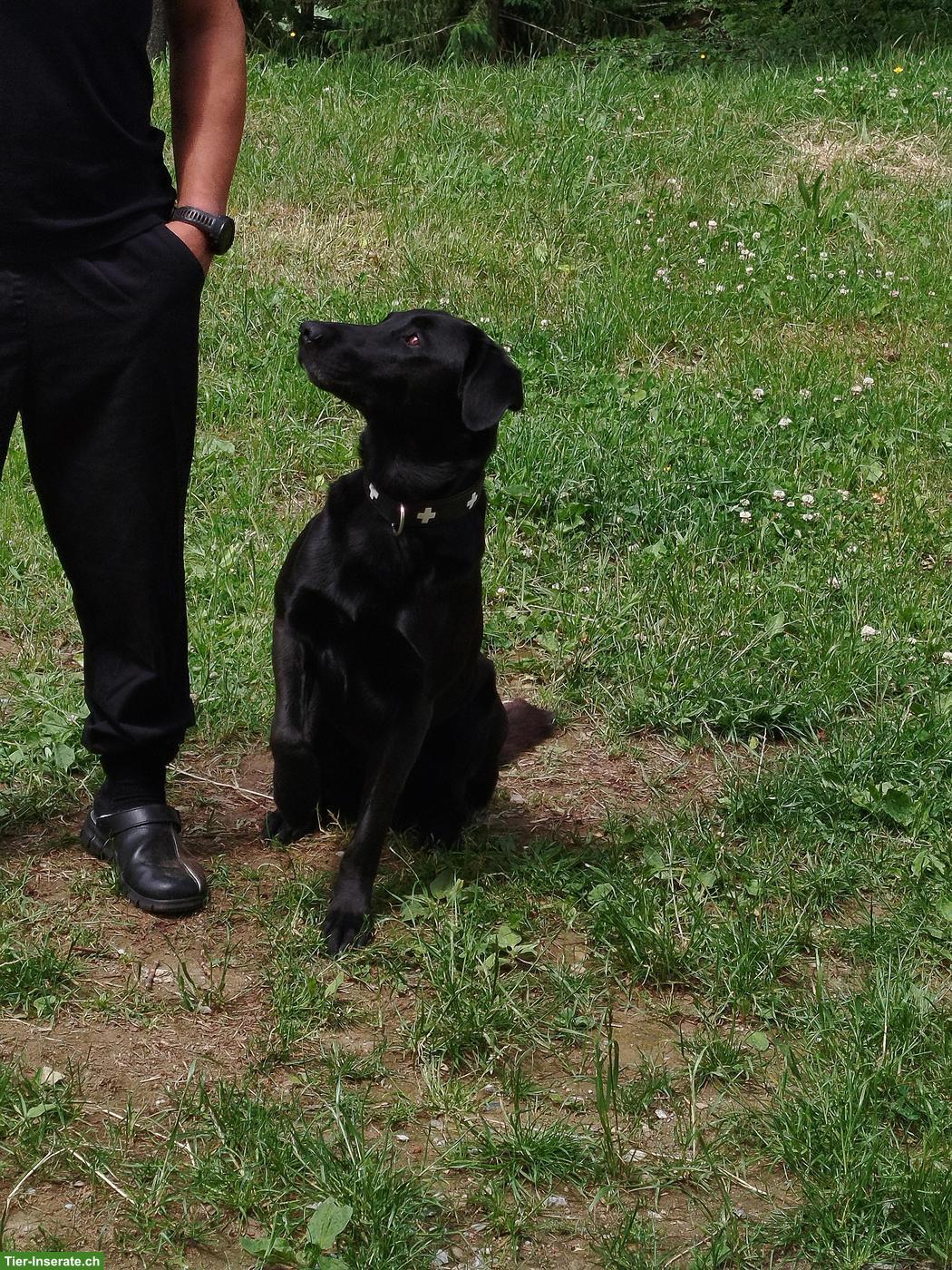 Bild 2: Hunde Mischlingswelpen, Appenzeller-Labi-Mali