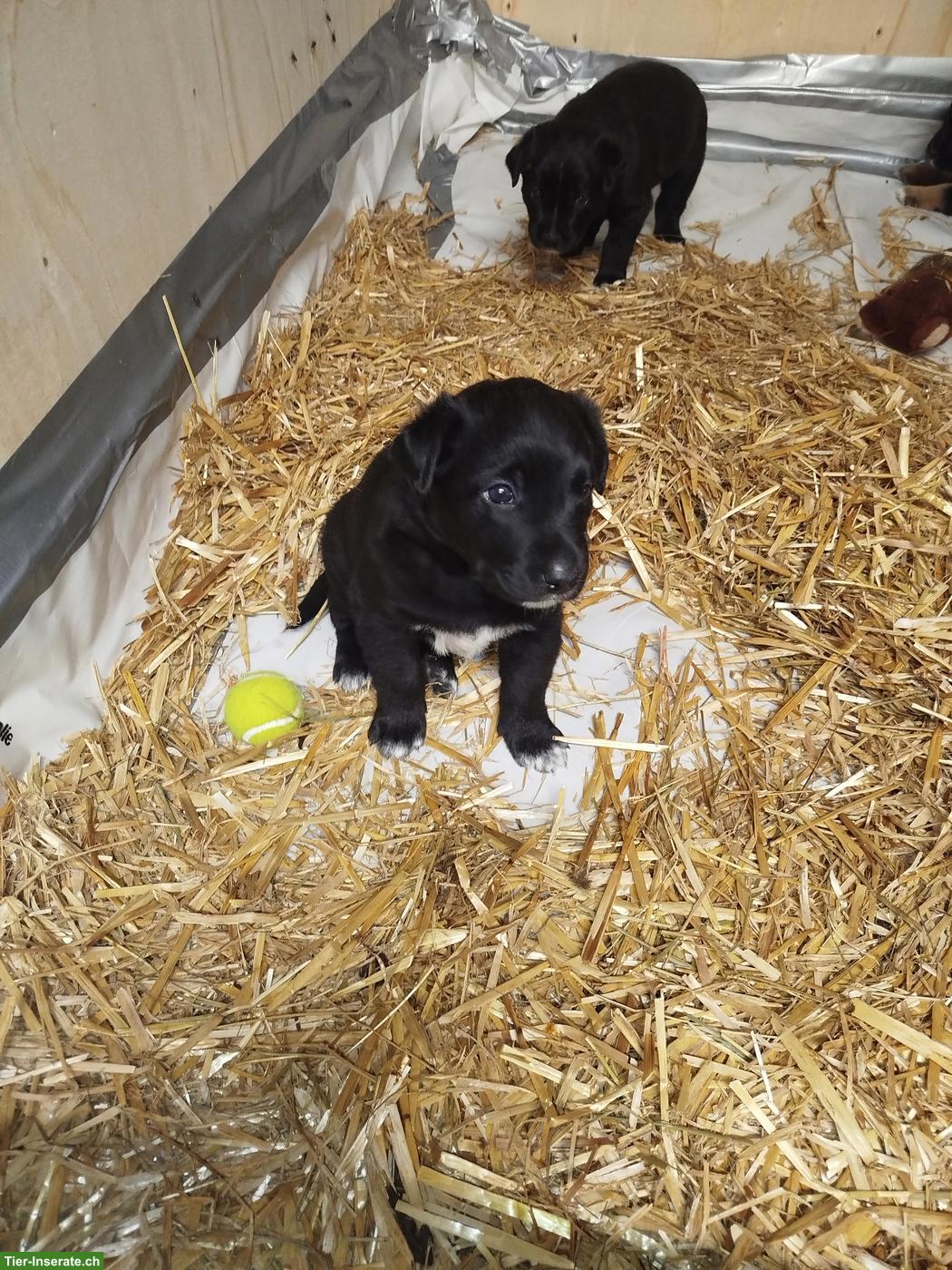 Bild 3: Hunde Mischlingswelpen, Appenzeller-Labi-Mali