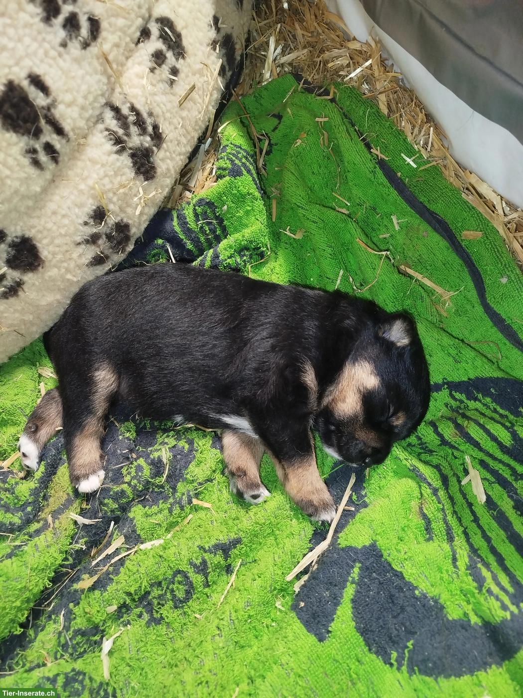 Bild 4: Hunde Mischlingswelpen, Appenzeller-Labi-Mali
