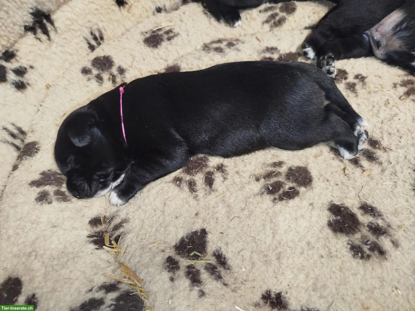 Bild 5: Hunde Mischlingswelpen, Appenzeller-Labi-Mali