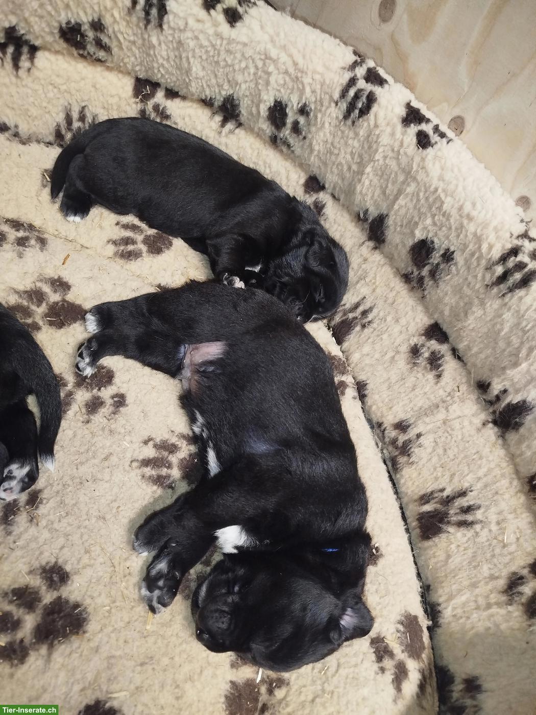 Bild 6: Hunde Mischlingswelpen, Appenzeller-Labi-Mali