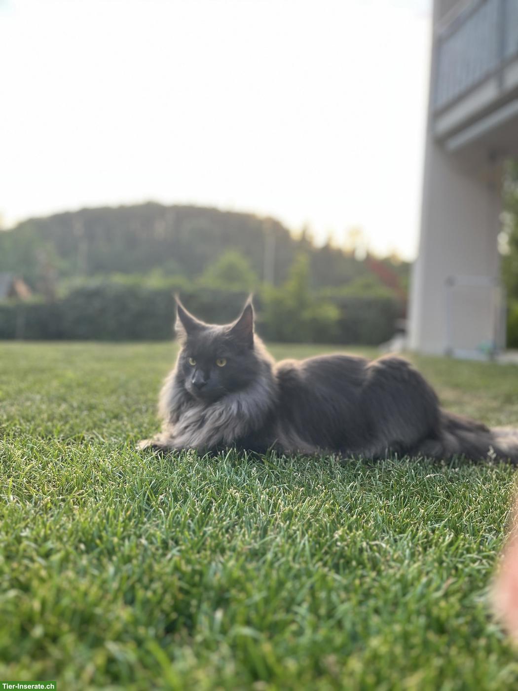 Maine Coon Kater, 1-jährig, blau mit Stammbaum sucht ein Zuhause
