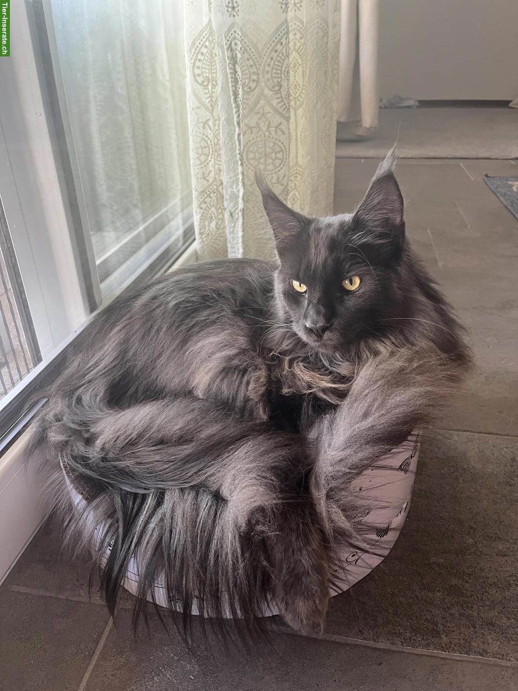 Bild 2: Maine Coon Kater, 1-jährig, blau mit Stammbaum sucht ein Zuhause