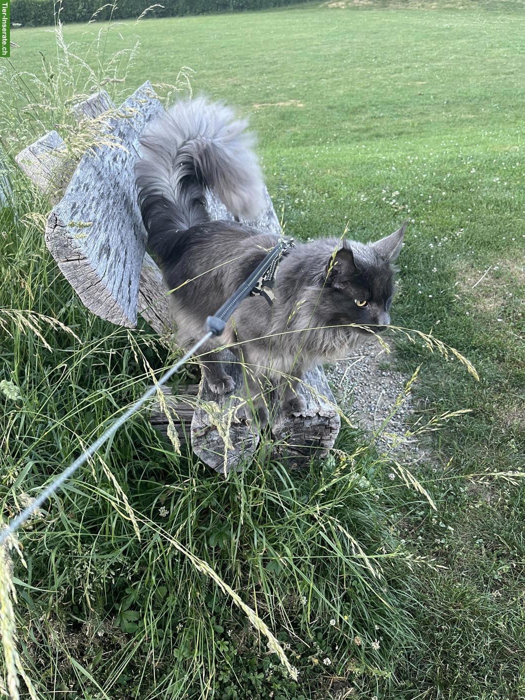 Bild 3: Maine Coon Kater, 1-jährig, blau mit Stammbaum sucht ein Zuhause