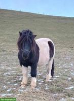 Shetlandpony Hengst, 4-jährig, zu verkaufen
