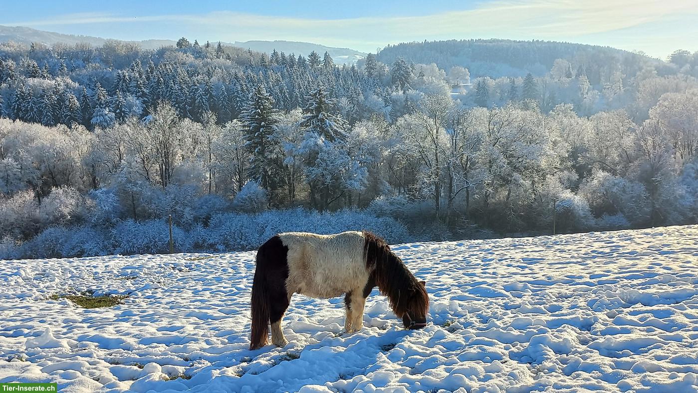 Bild 2: Shetlandpony Hengst, 4-jährig, zu verkaufen
