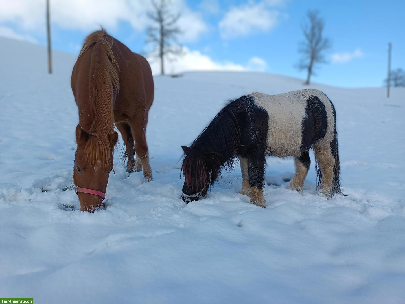Bild 3: Shetlandpony Hengst, 4-jährig, zu verkaufen