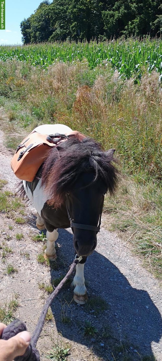 Bild 4: Shetlandpony Hengst, 4-jährig, zu verkaufen