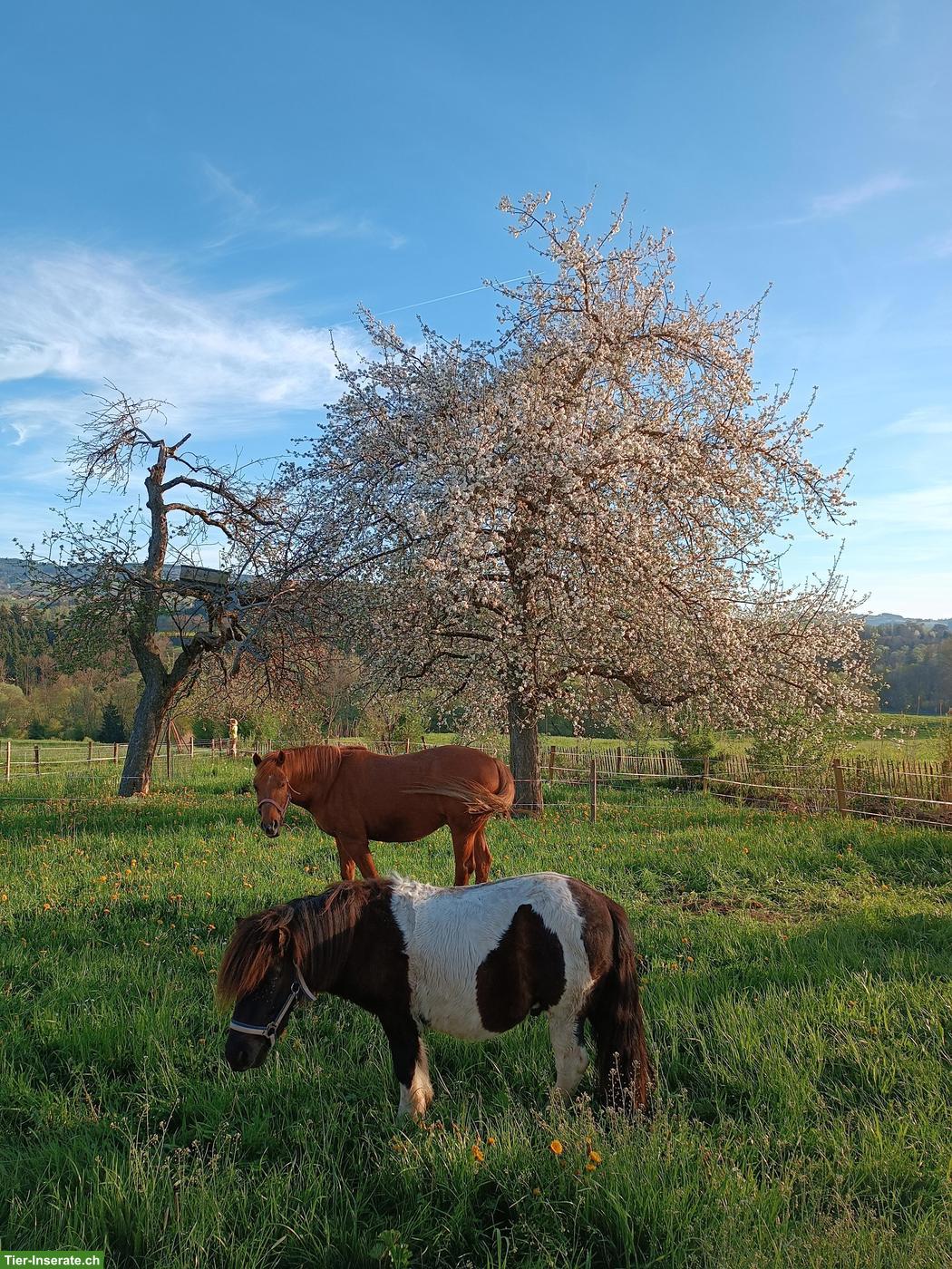 Bild 5: Shetlandpony Hengst, 4-jährig, zu verkaufen