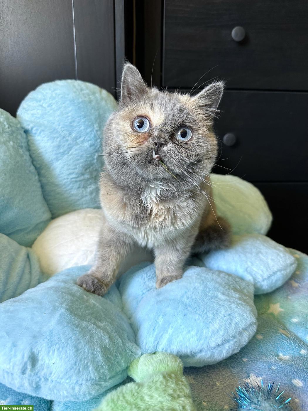 Sehr seltene British Shorthair DBE Kätzin sucht Liebhaberplatz
