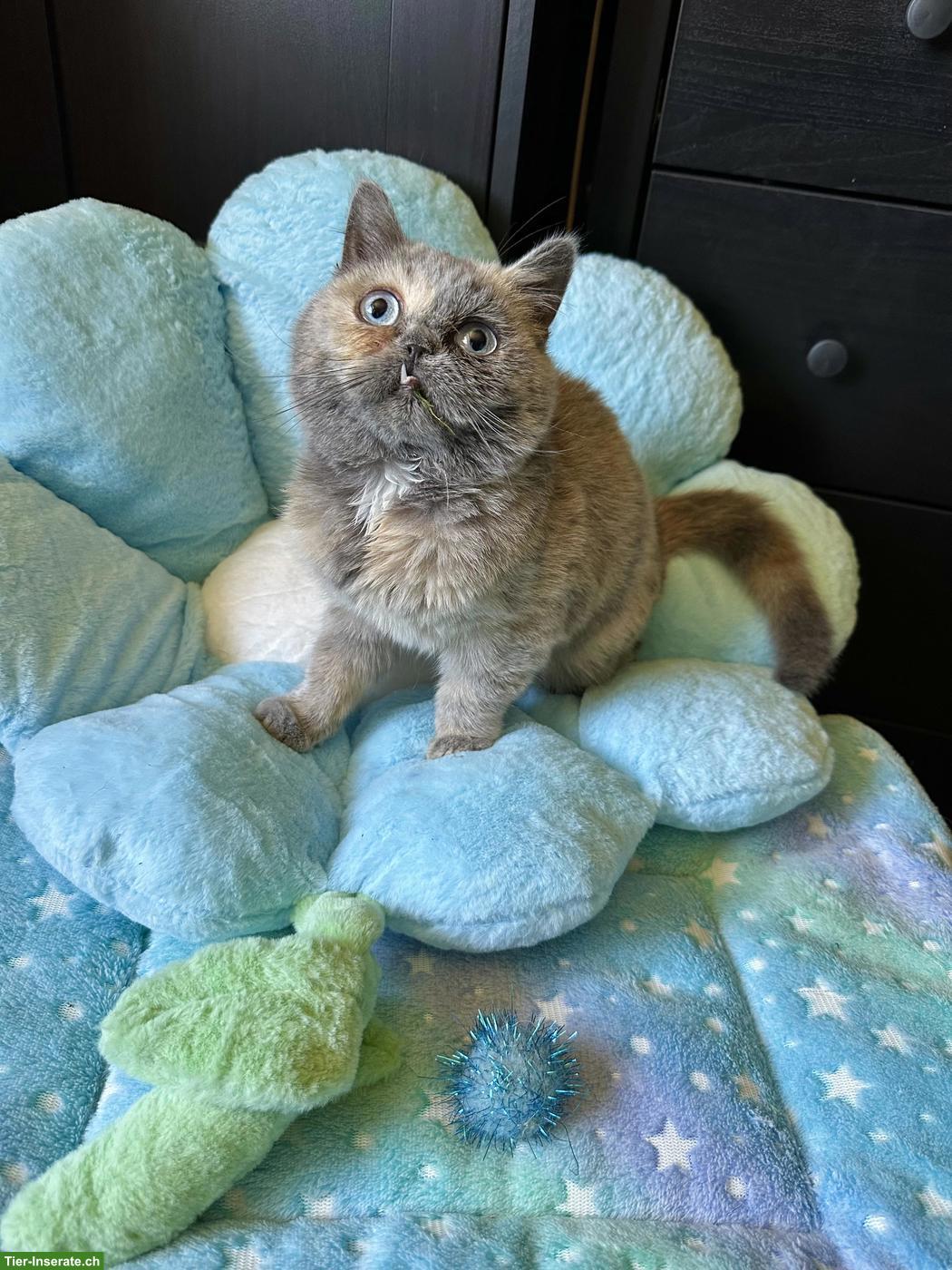 Bild 2: Sehr seltene British Shorthair DBE Kätzin sucht Liebhaberplatz