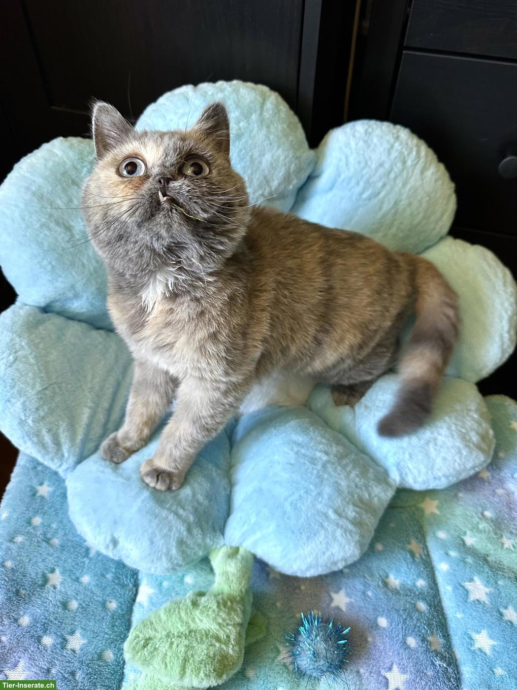 Bild 3: Sehr seltene British Shorthair DBE Kätzin sucht Liebhaberplatz