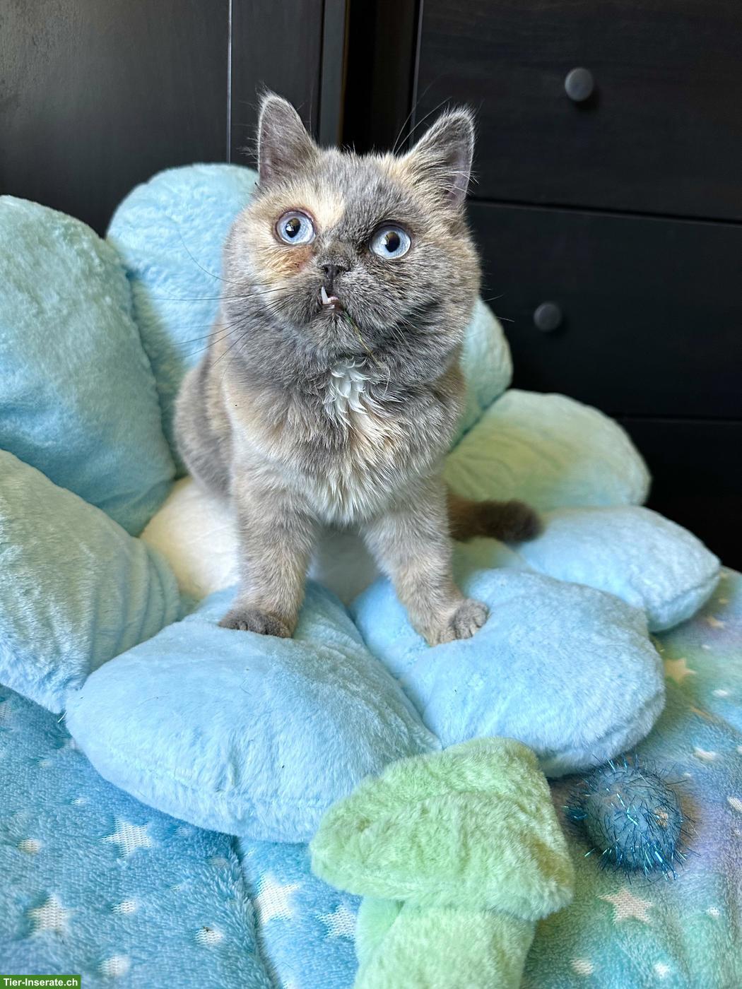 Bild 4: Sehr seltene British Shorthair DBE Kätzin sucht Liebhaberplatz