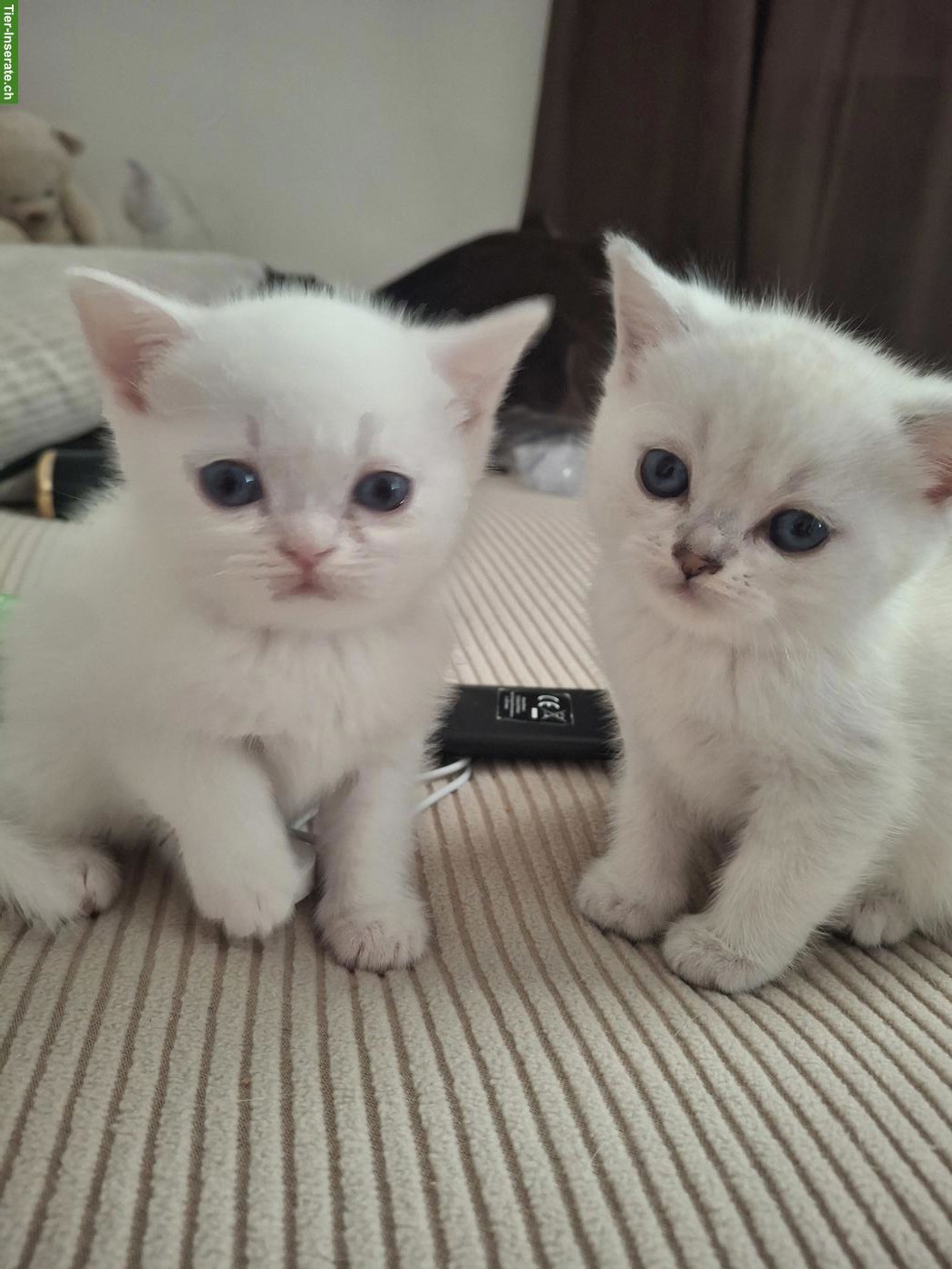 Wunderschöne Britisch Kurzhaar Mix Kitten zu verkaufen