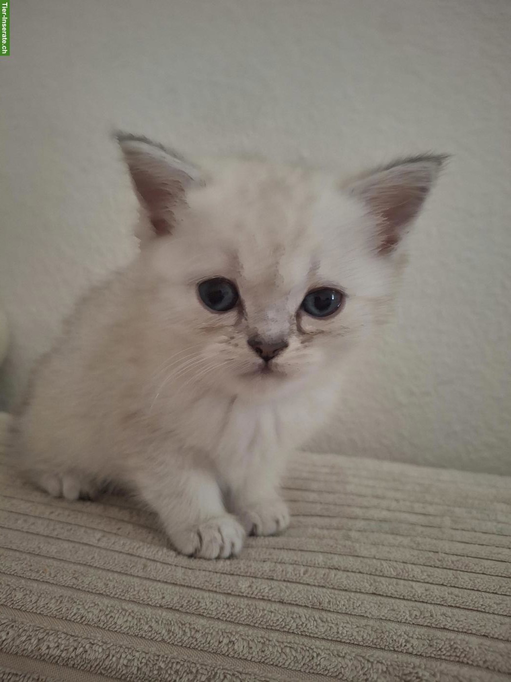 Bild 2: Wunderschöne Britisch Kurzhaar Mix Kitten zu verkaufen