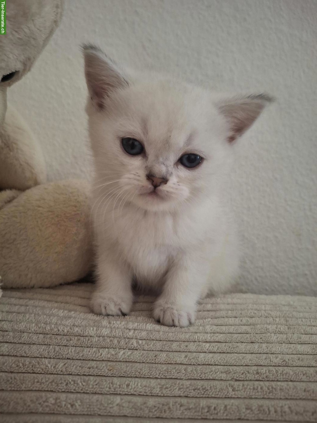 Bild 3: Wunderschöne Britisch Kurzhaar Mix Kitten zu verkaufen