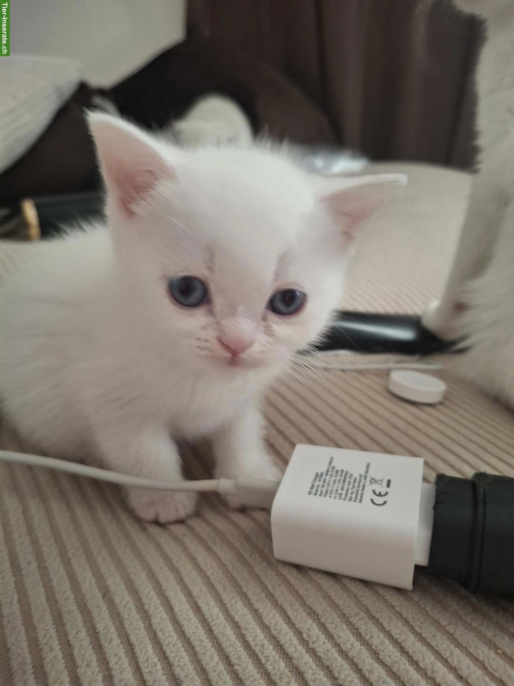 Bild 4: Wunderschöne Britisch Kurzhaar Mix Kitten zu verkaufen