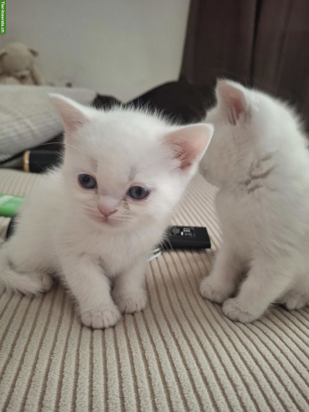 Bild 5: Wunderschöne Britisch Kurzhaar Mix Kitten zu verkaufen
