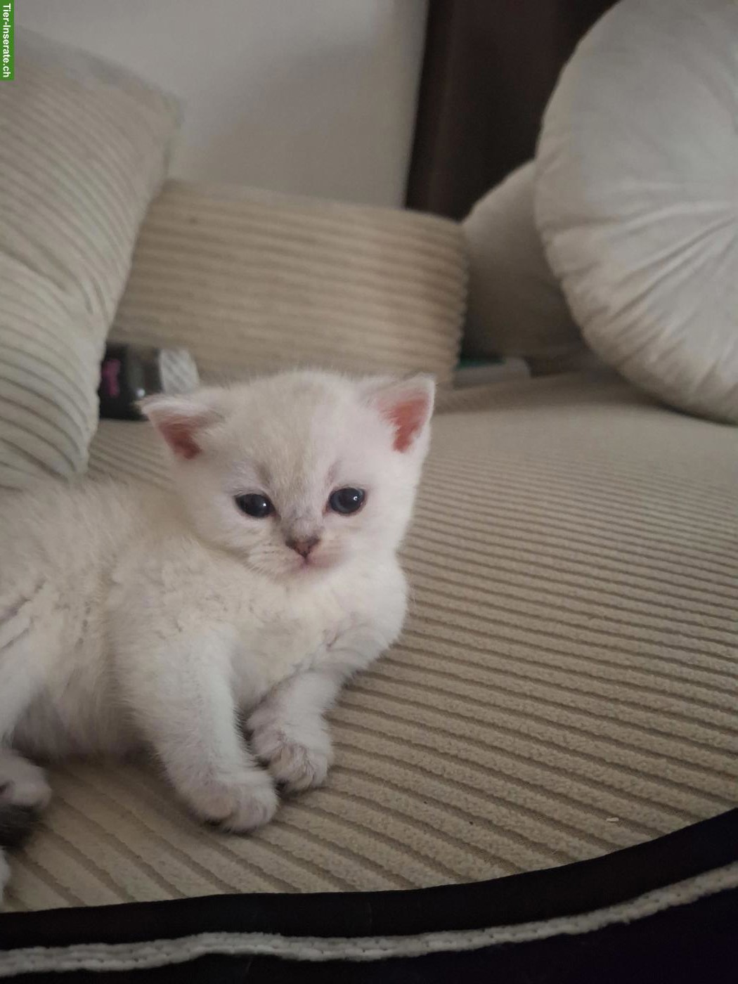Bild 6: Wunderschöne Britisch Kurzhaar Mix Kitten zu verkaufen