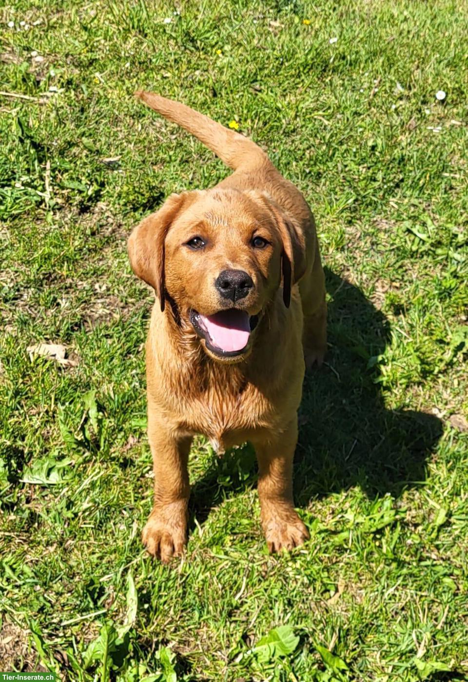 2 Labrador Fox Red Hündinnen zu verkaufen