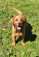 2 Labrador Fox Red Hündinnen zu verkaufen