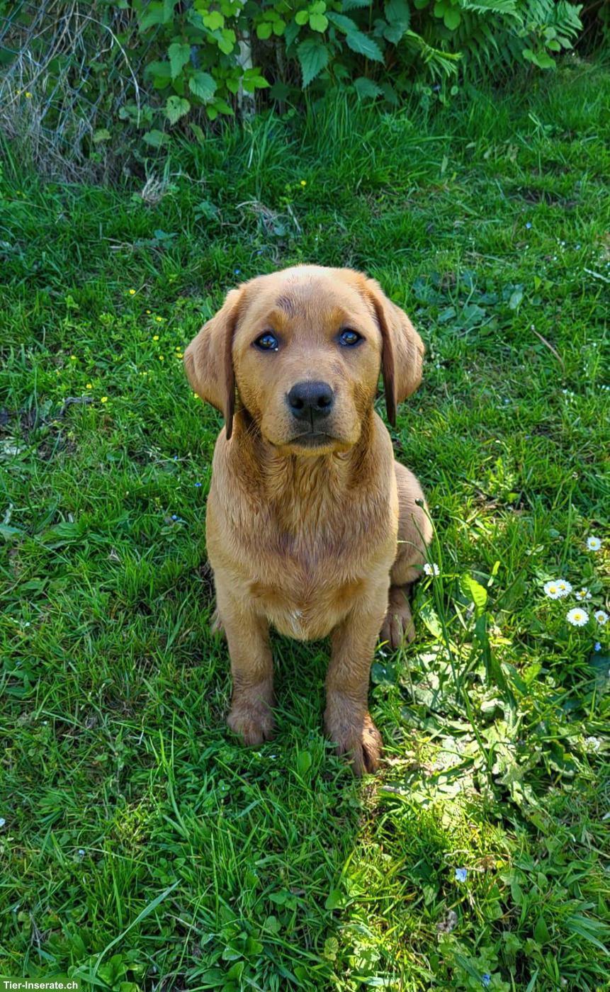 Bild 2: 2 Labrador Fox Red Hündinnen zu verkaufen