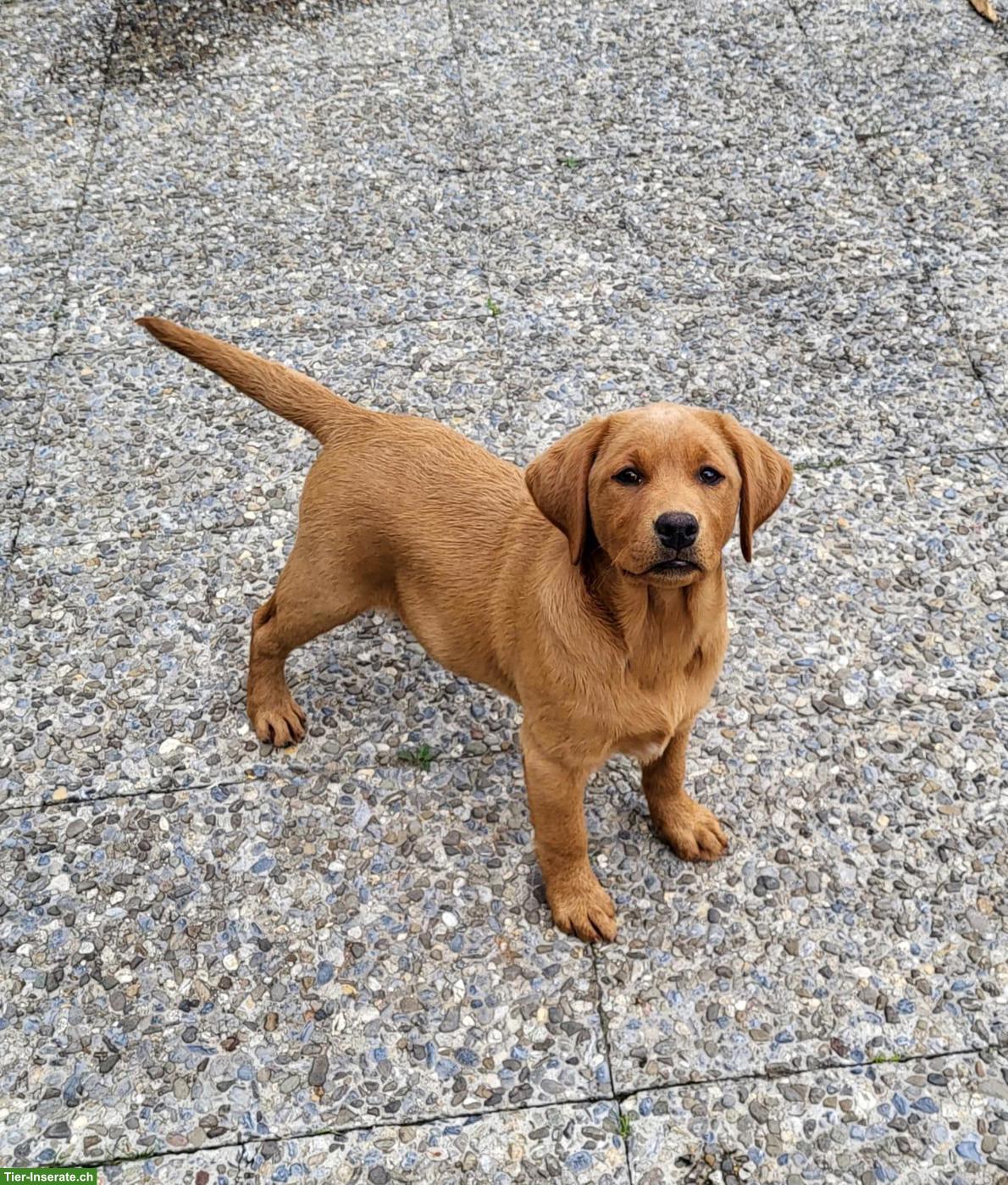 Bild 3: 2 Labrador Fox Red Hündinnen zu verkaufen