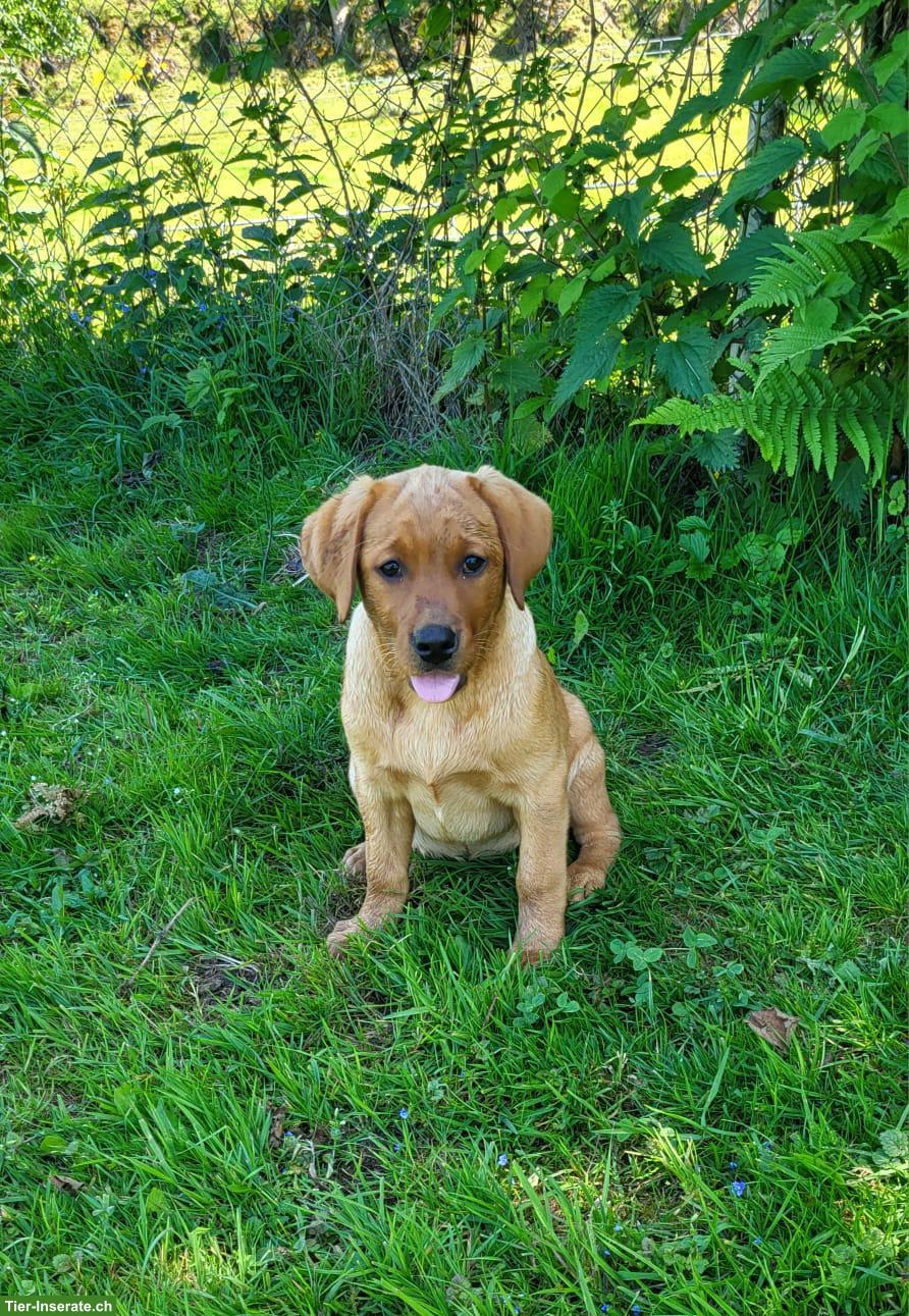 Bild 4: 2 Labrador Fox Red Hündinnen zu verkaufen