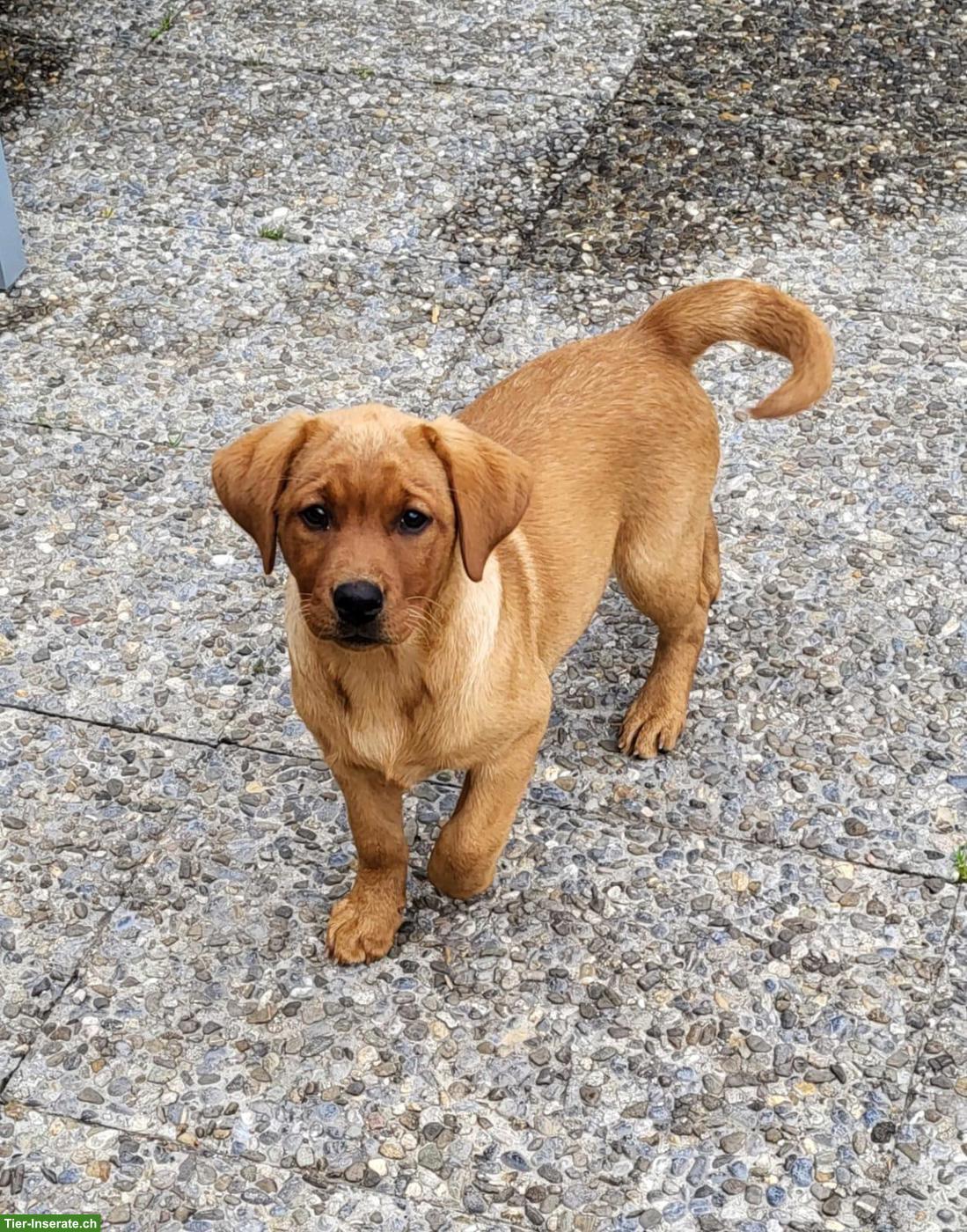 Bild 5: 2 Labrador Fox Red Hündinnen zu verkaufen