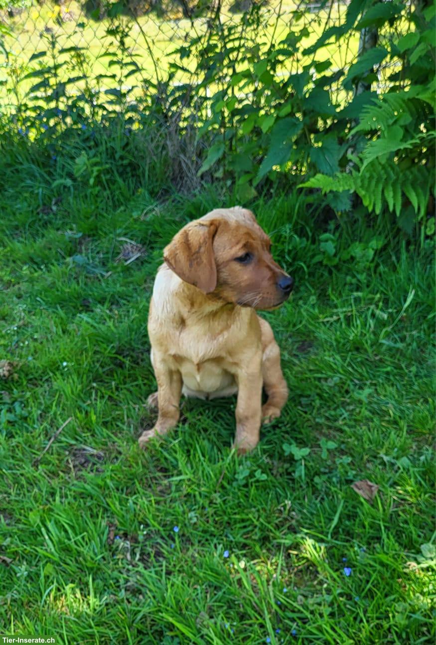 Bild 6: 2 Labrador Fox Red Hündinnen zu verkaufen