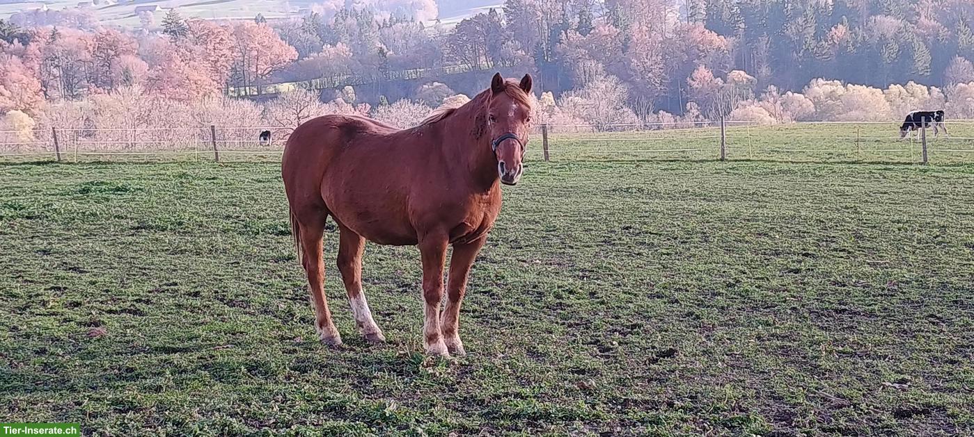 Freiberger Wallach zu verkaufen, 13-jährig, sehr liebenswürdig