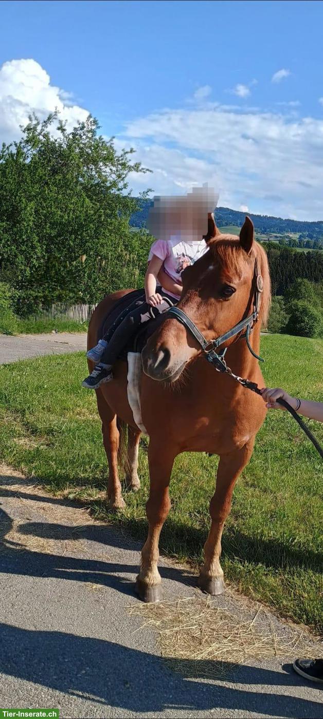 Bild 5: Freiberger Wallach zu verkaufen, 13-jährig, sehr liebenswürdig