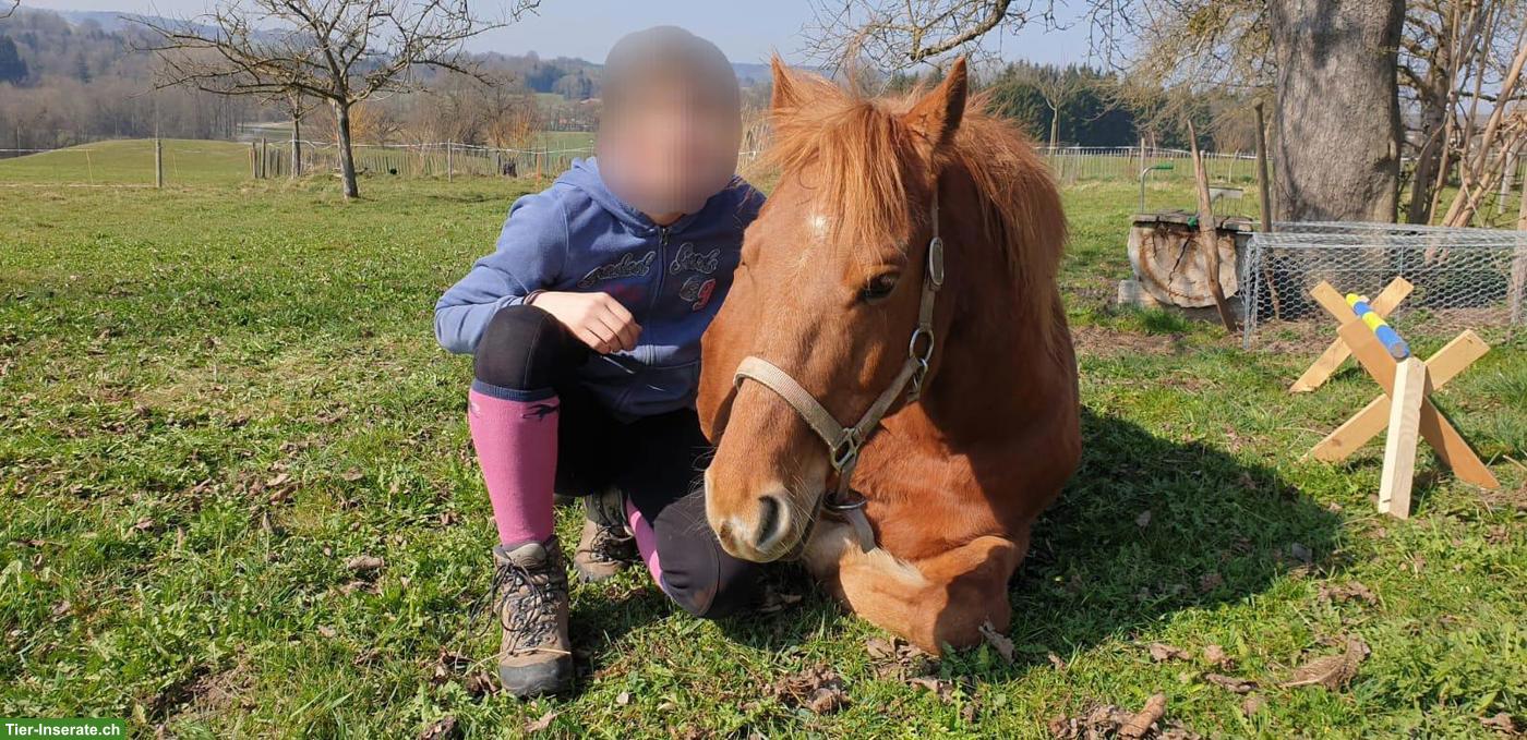Bild 6: Freiberger Wallach zu verkaufen, 13-jährig, sehr liebenswürdig