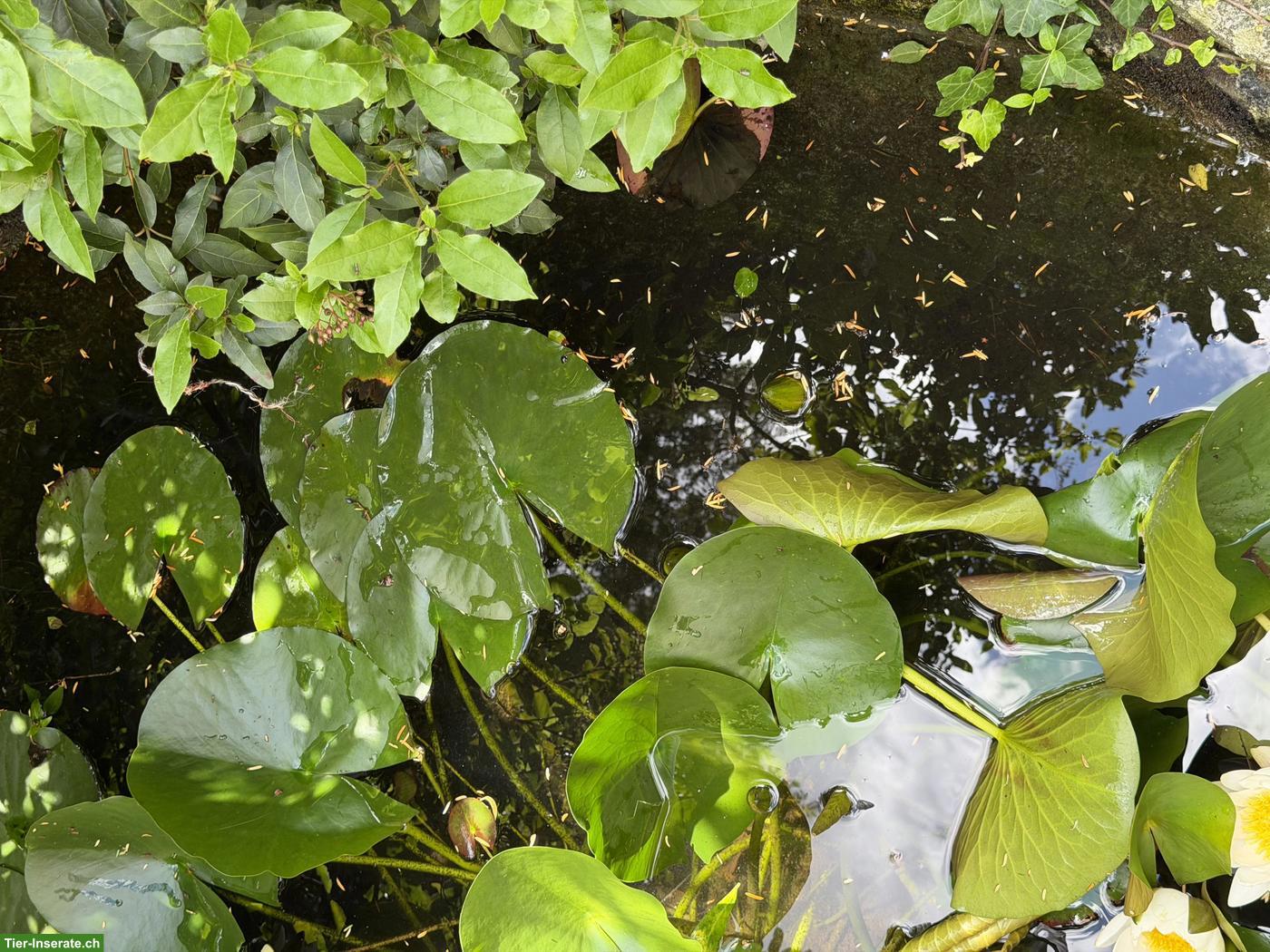 Bild 2: 1 Fisch aus Teich in Basel gratis abzugeben
