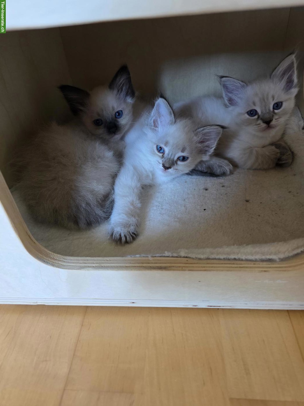 Bild 10: Süsse Ragdoll x Neva Masquarade Kitten suchen liebevolles Zuhause