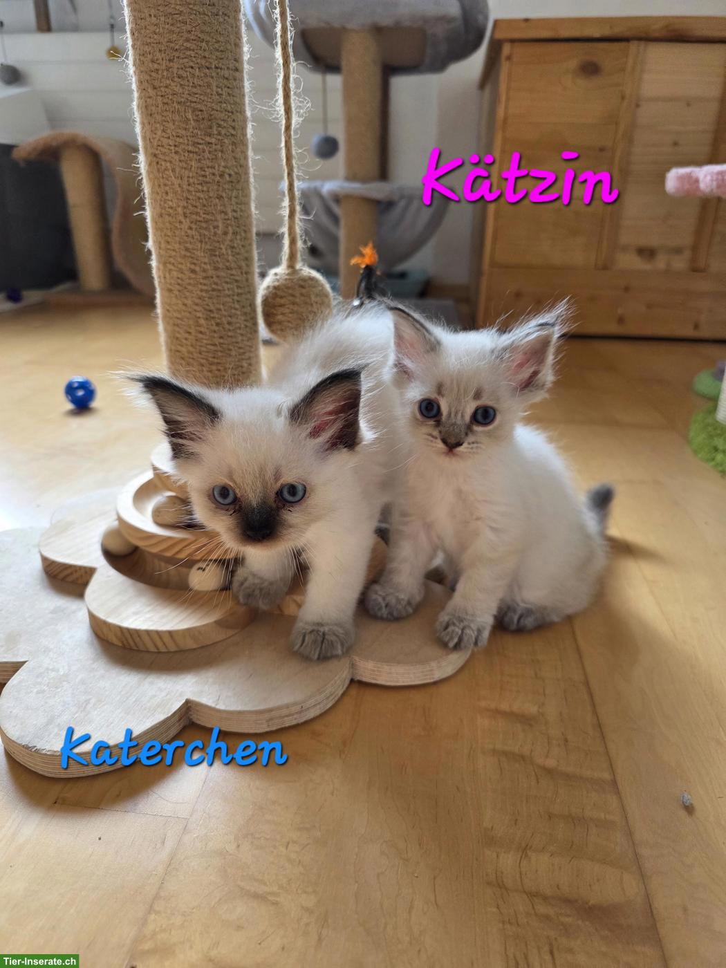 Bild 2: Süsse Ragdoll x Neva Masquarade Kitten suchen liebevolles Zuhause