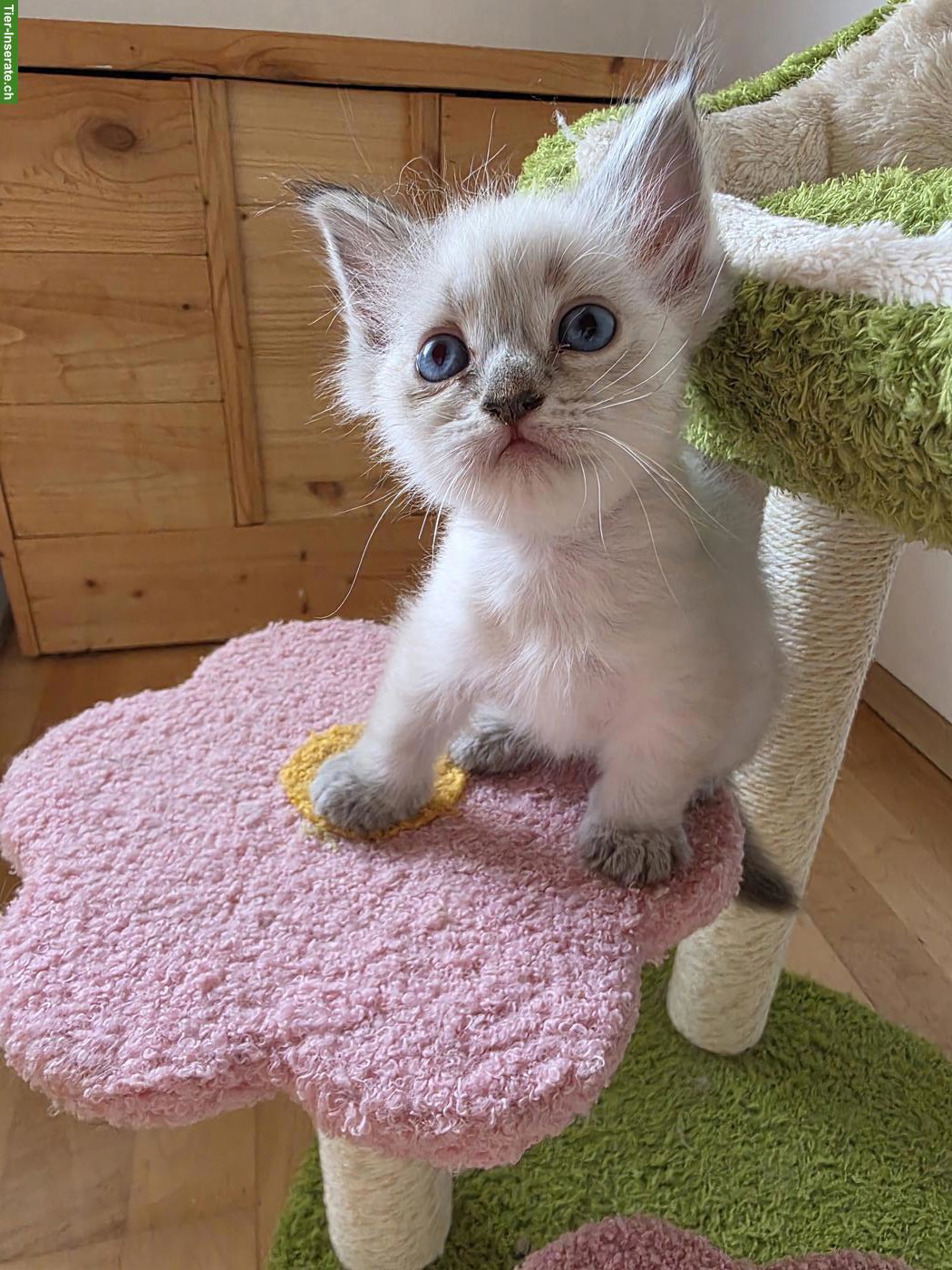 Bild 3: Süsse Ragdoll x Neva Masquarade Kitten suchen liebevolles Zuhause