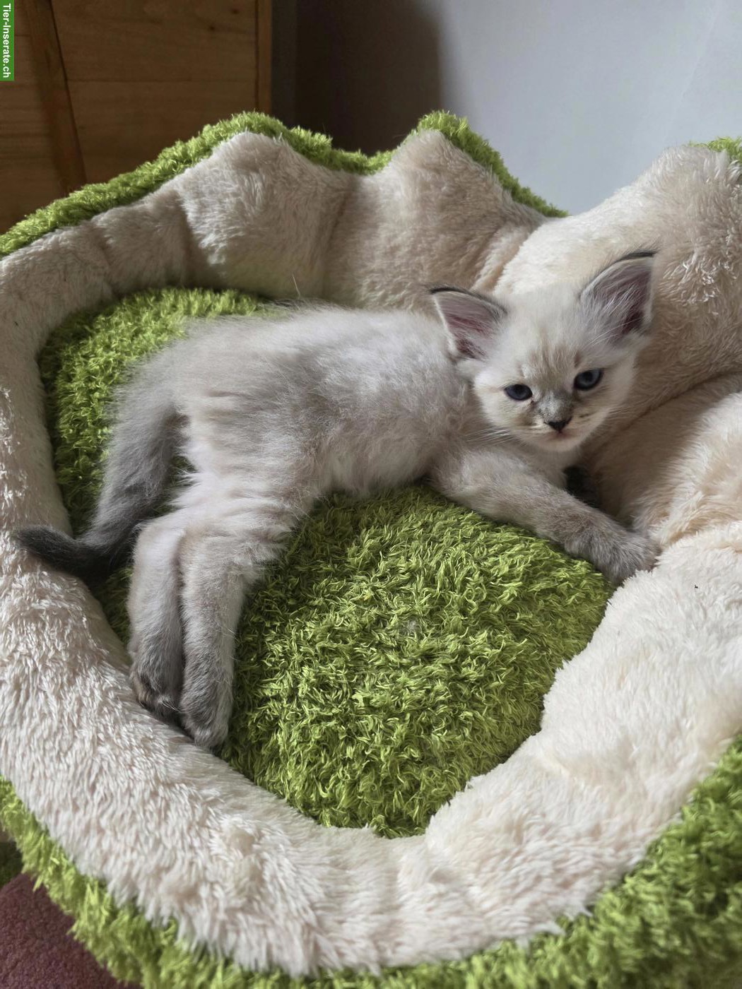 Bild 5: Süsse Ragdoll x Neva Masquarade Kitten suchen liebevolles Zuhause