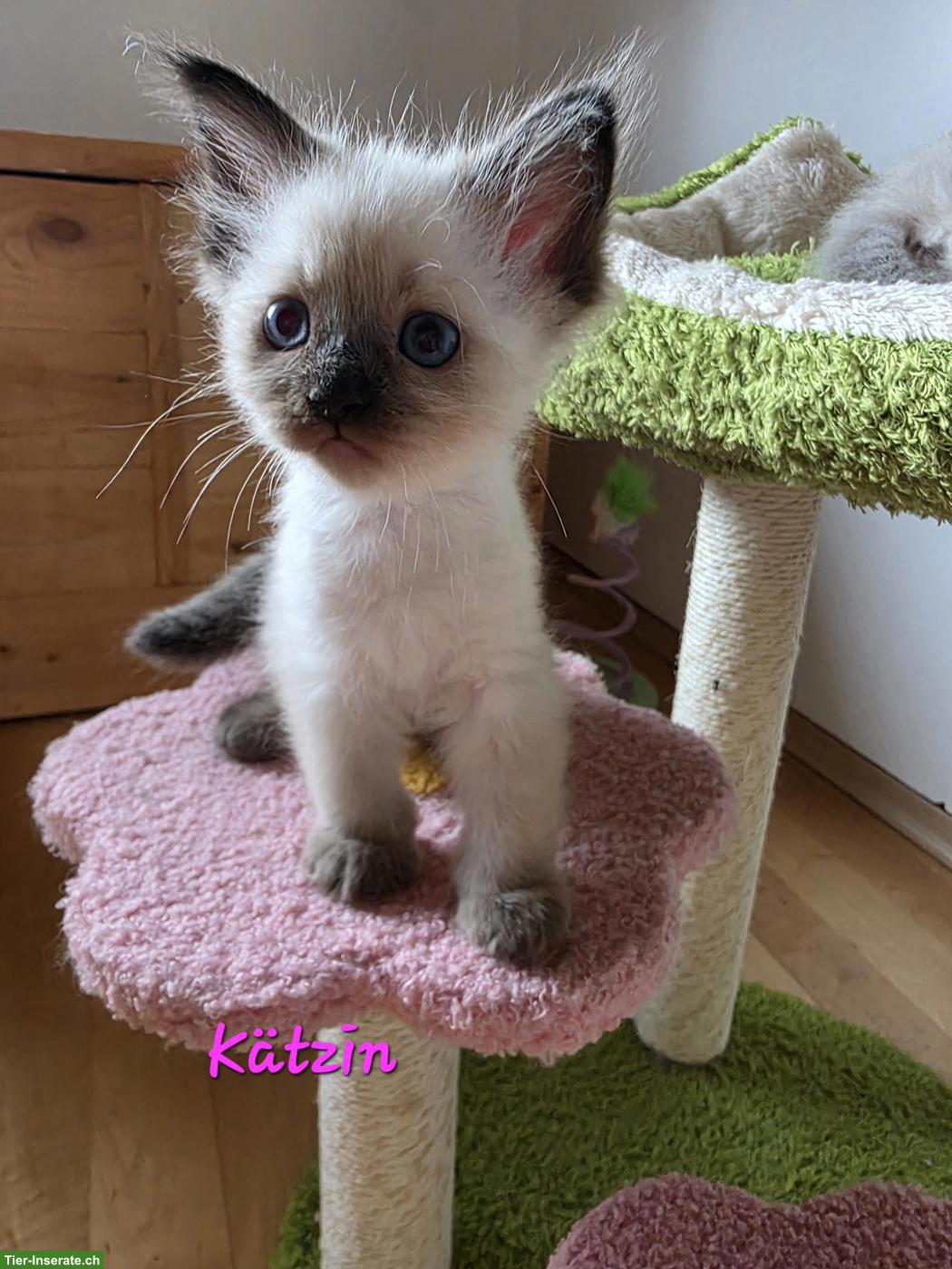 Bild 6: Süsse Ragdoll x Neva Masquarade Kitten suchen liebevolles Zuhause