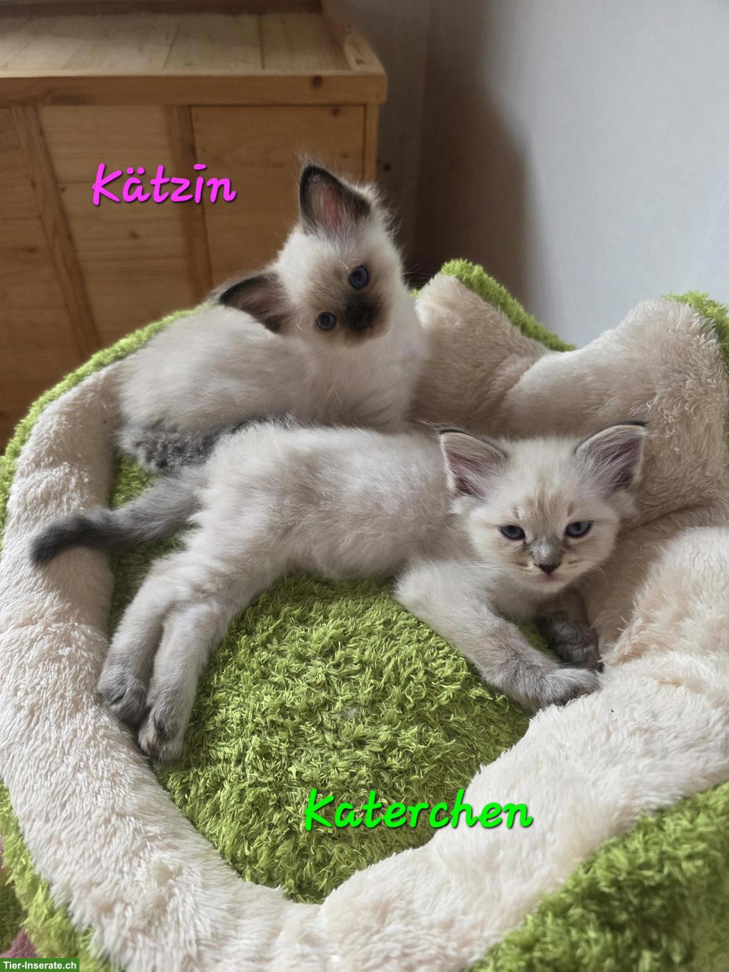 Bild 7: Süsse Ragdoll x Neva Masquarade Kitten suchen liebevolles Zuhause