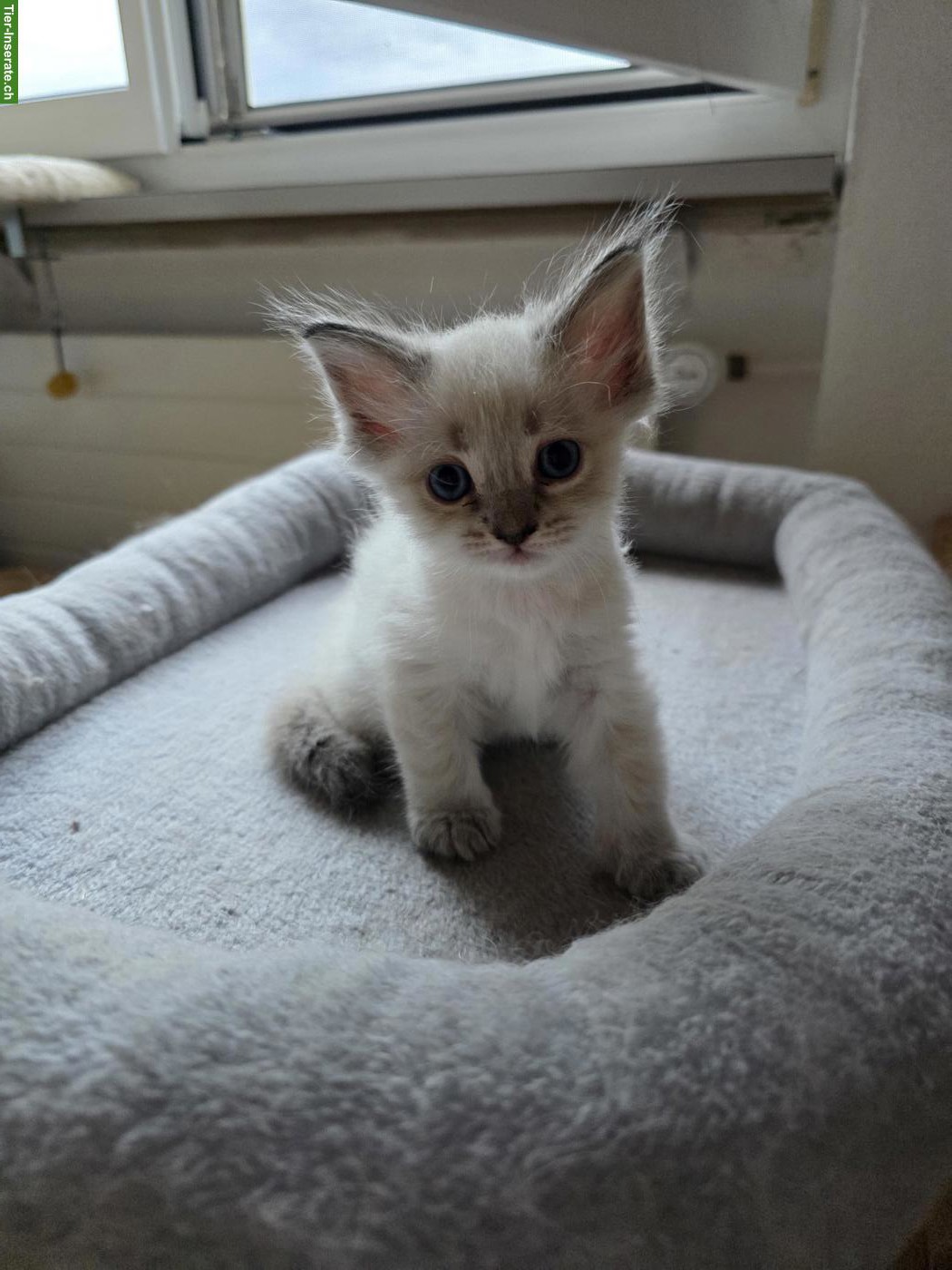Bild 8: Süsse Ragdoll x Neva Masquarade Kitten suchen liebevolles Zuhause