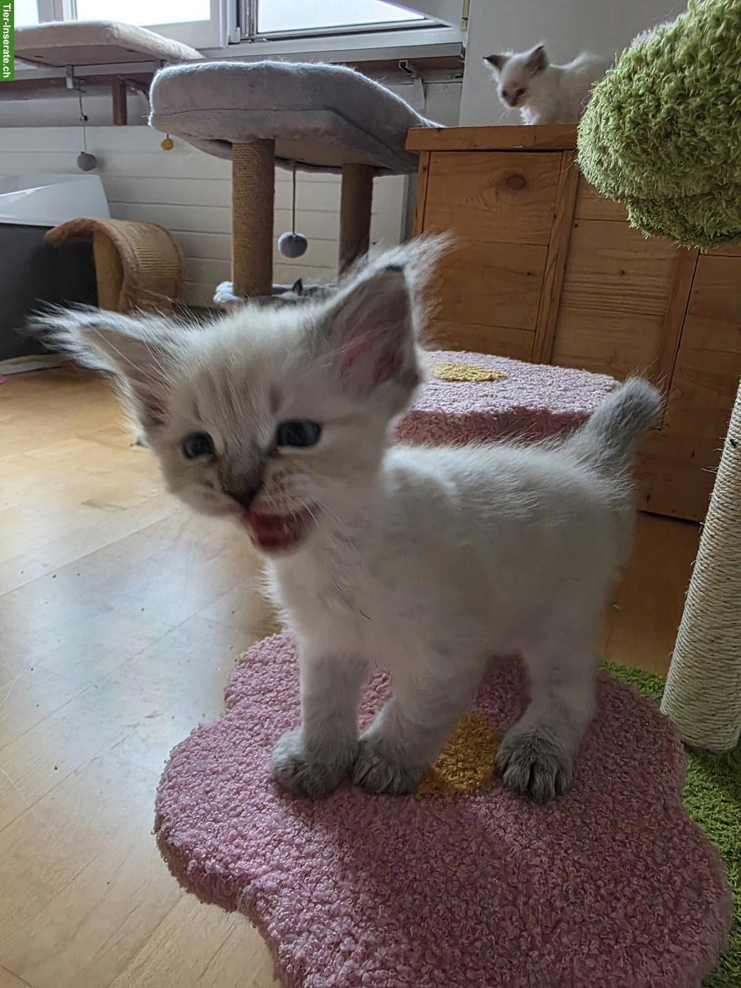 Bild 9: Süsse Ragdoll x Neva Masquarade Kitten suchen liebevolles Zuhause