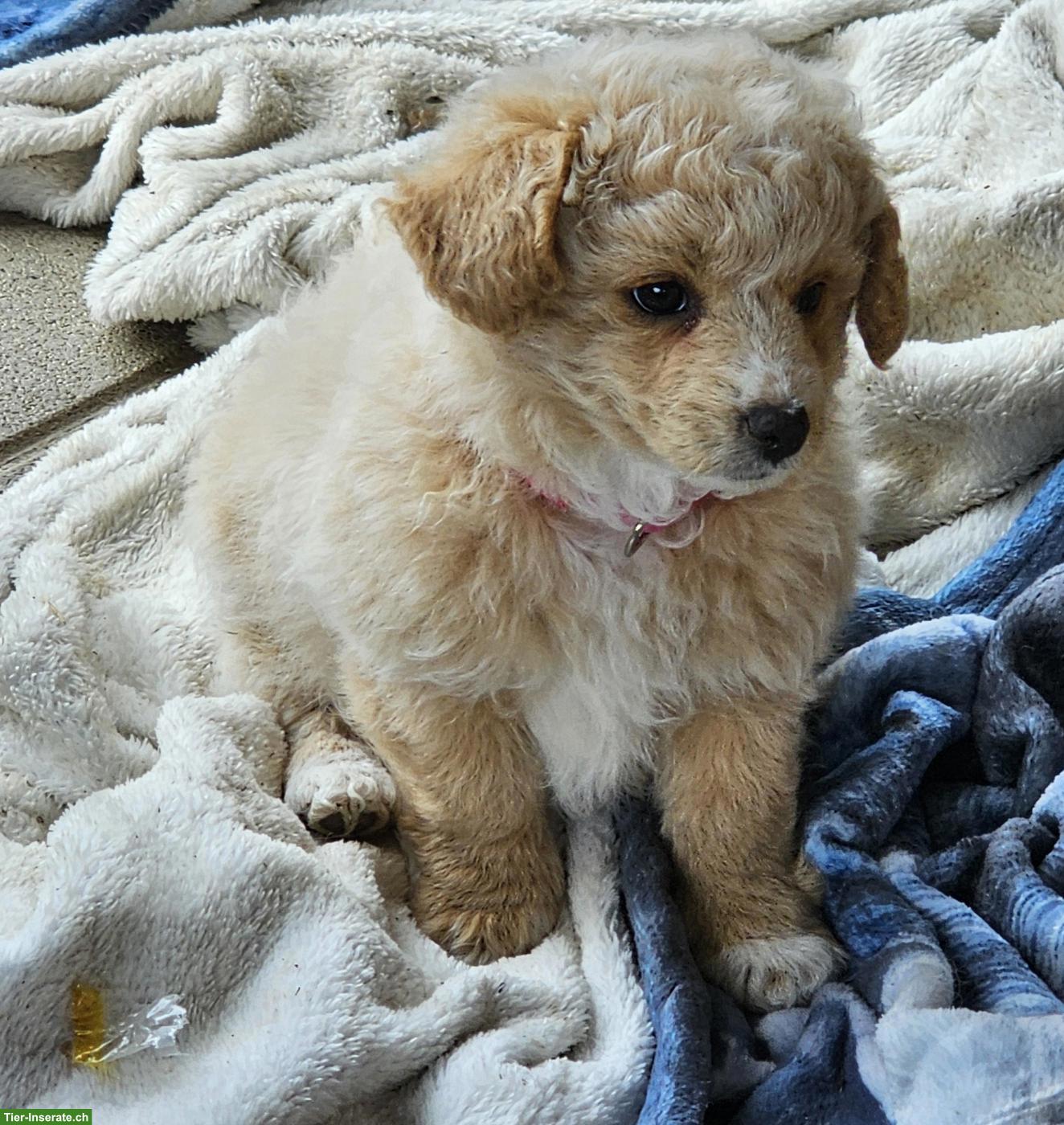 Bolonka x Bichon Frisé Mischlingswelpen