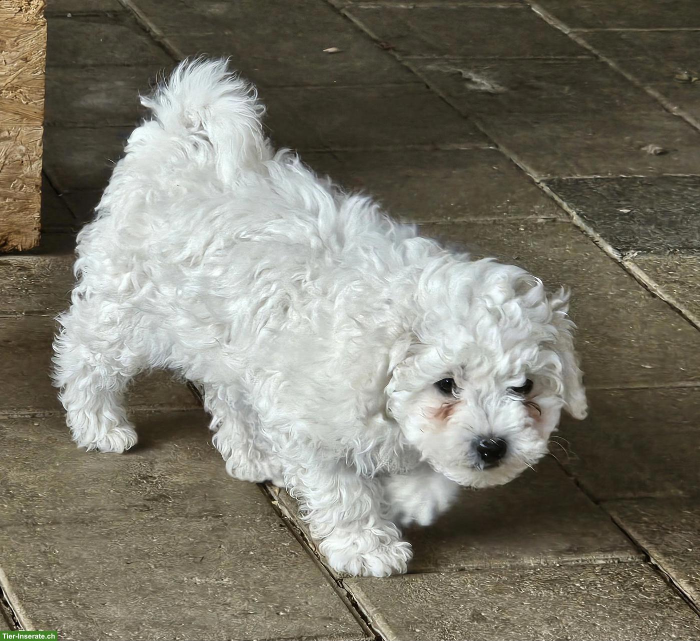 Bild 2: Bolonka x Bichon Frisé Mischlingswelpen