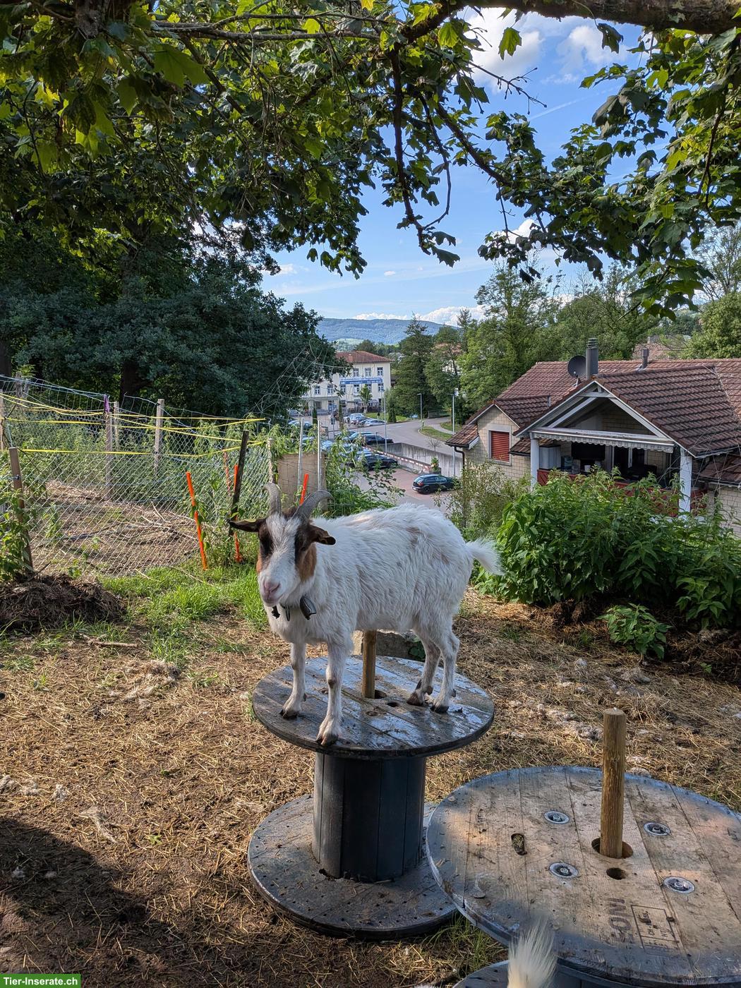 Diverse Zwergziegen abzugeben