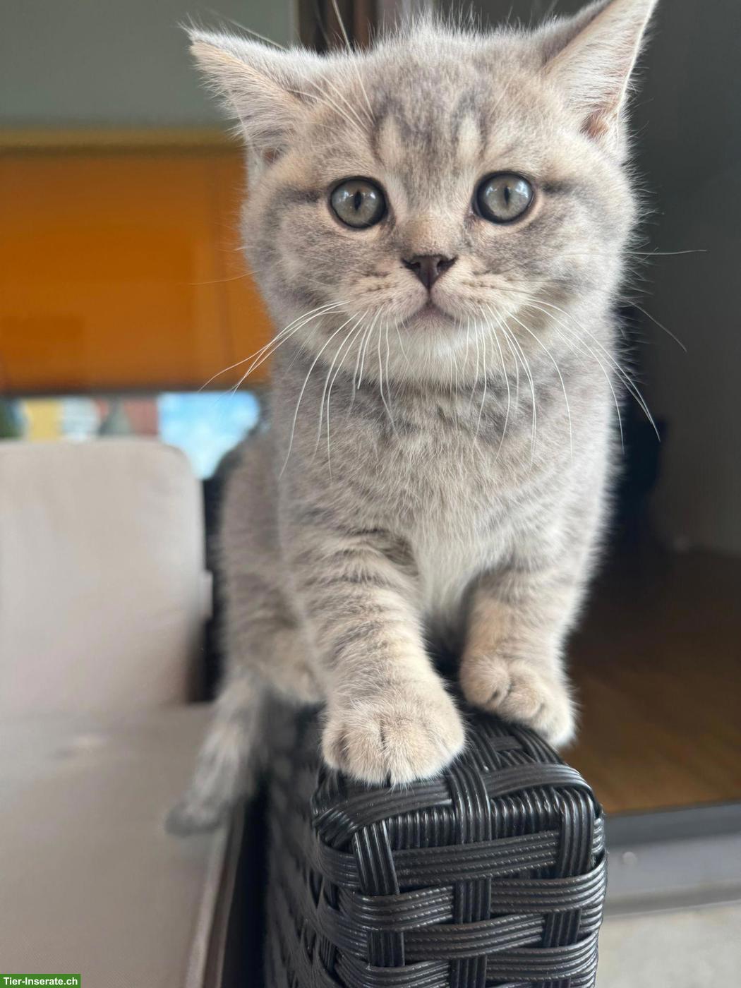 Britisch Kurzhaar Kitten, Kater sucht liebevolles Zuhause