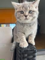 Britisch Kurzhaar Kitten, Kater sucht liebevolles Zuhause